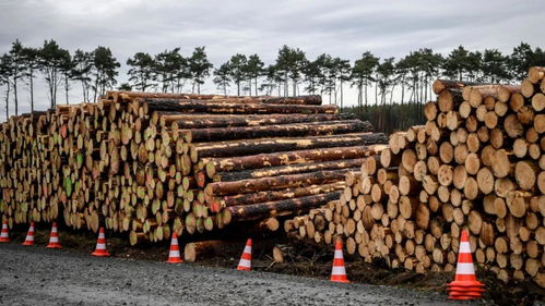 德国森林限制砍伐,进口木材市场再添变数